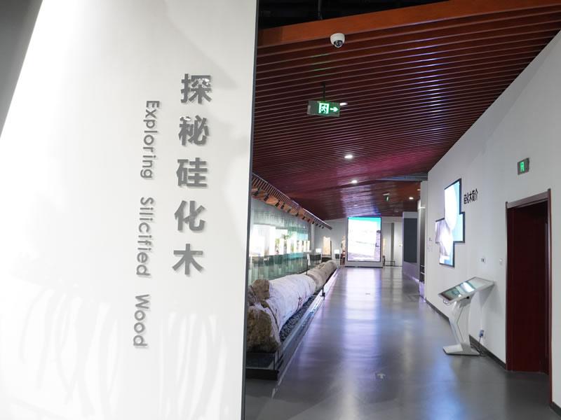 探秘硅化木