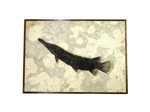 鳄雀鳝（Atractosteus spatula）