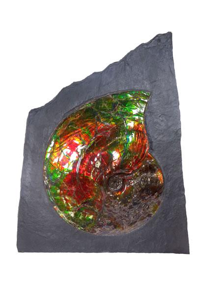 斑彩菊石（Ammolite）