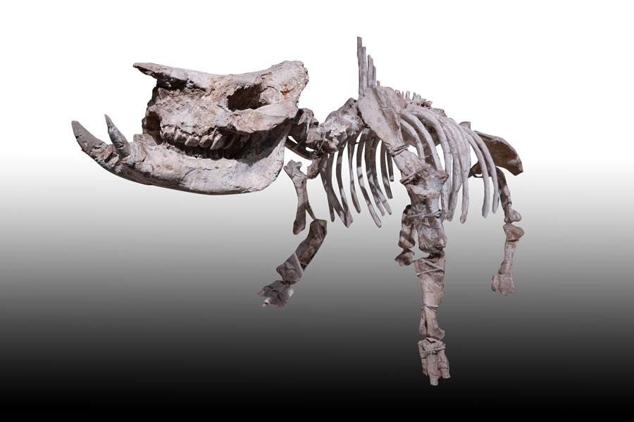 披毛犀（woolly rhinoceros）