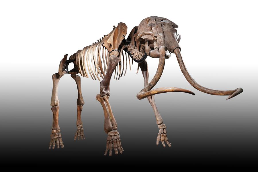 猛犸象（Mammoth ）
