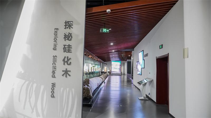 探秘硅化木展厅场景