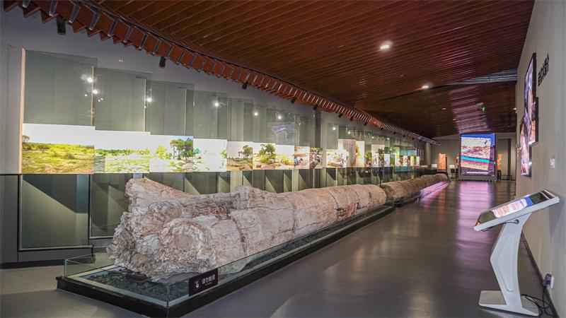探秘硅化木展厅场景