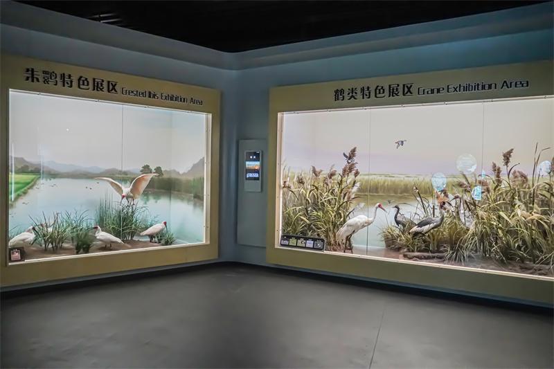 百鸟荟萃展厅场景