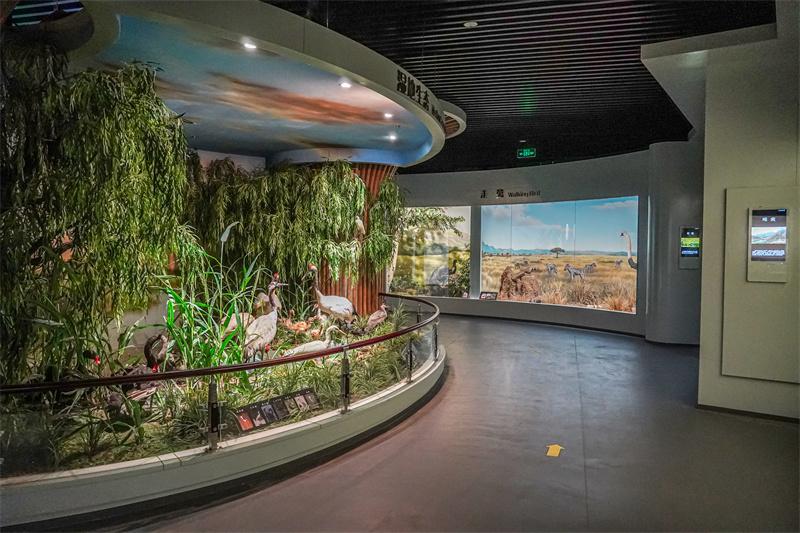 百鸟荟萃展厅场景