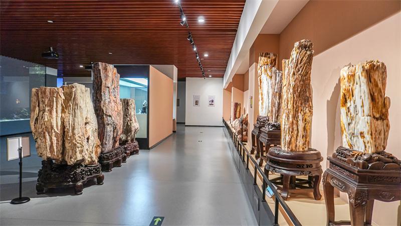 探秘硅化木展厅场景