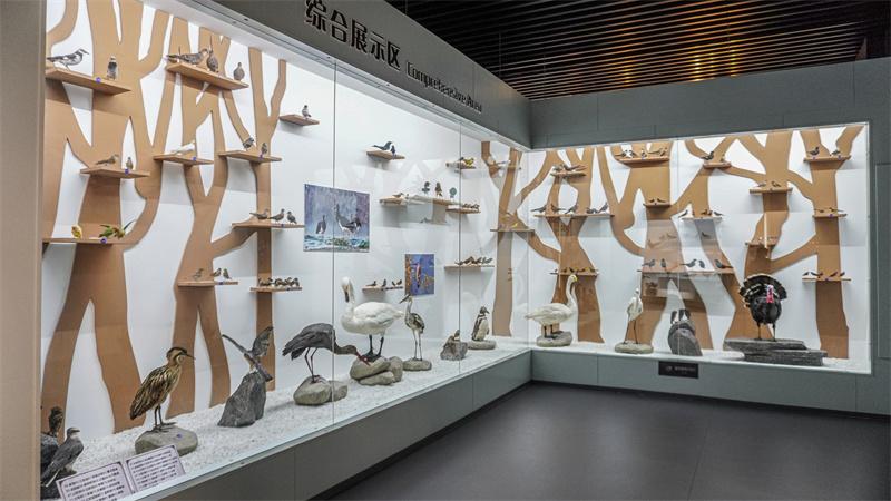 百鸟荟萃展厅场景