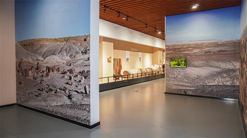 探秘硅化木展厅场景