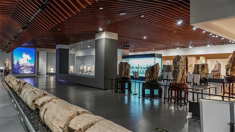 探秘硅化木展厅场景