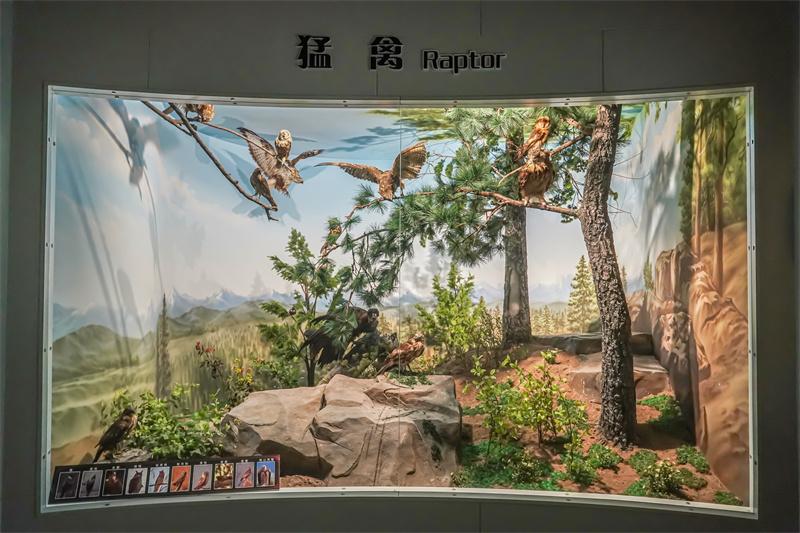 百鸟荟萃展厅场景