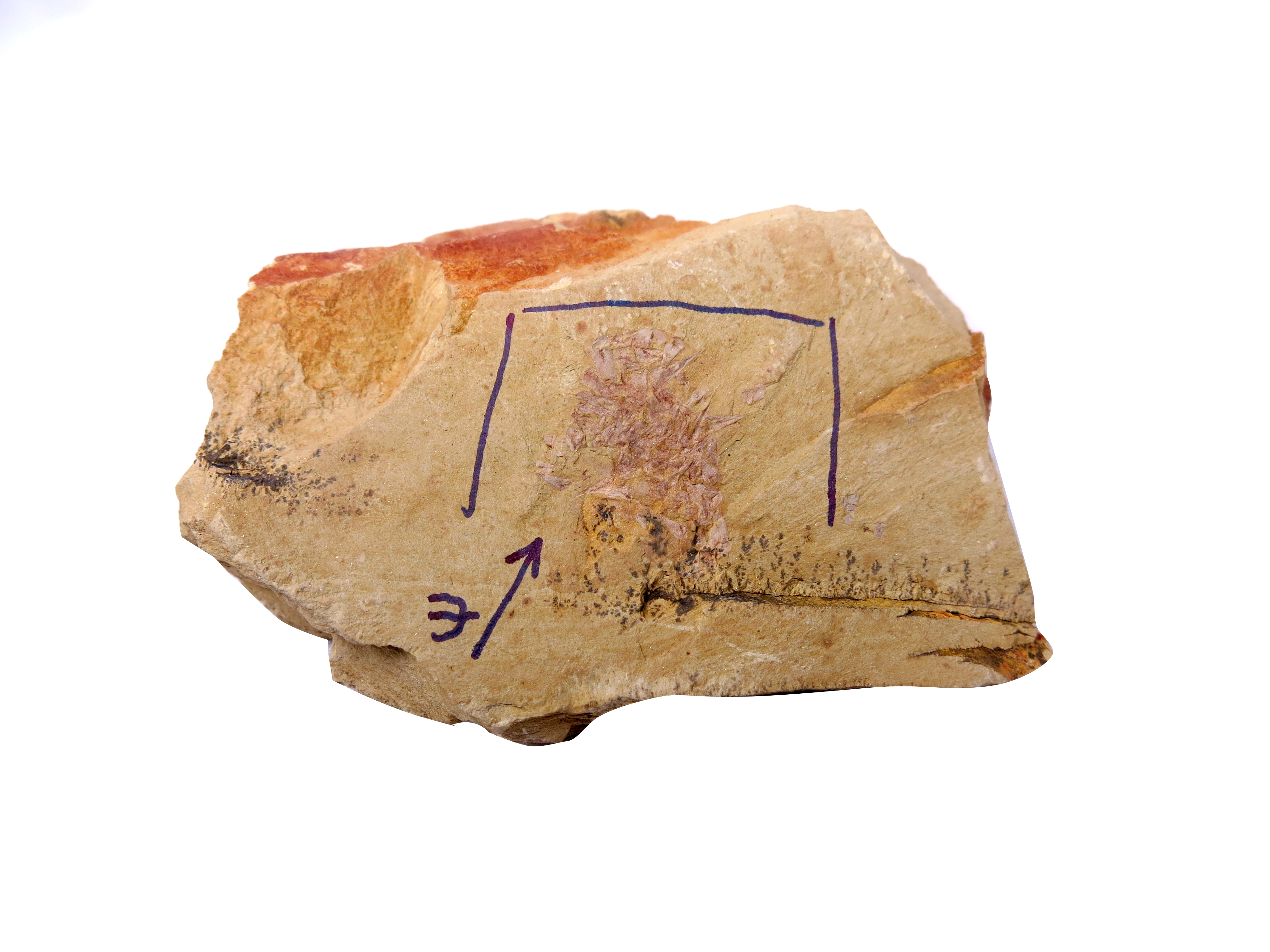 图2 FS-1163-1、软舌螺（Hyolithes），尺寸：5.5x7.7x2cm，产地：云南昆明，时代：寒武纪.JPG